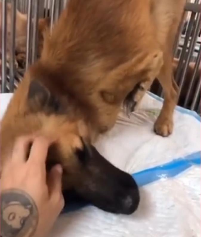 流浪狗脚萎缩只能「袋鼠跳」,生存艰难,终被好心人在车底发现