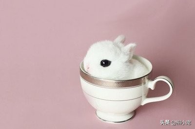 茶杯犬萌宠图片大全,茶杯犬排行榜