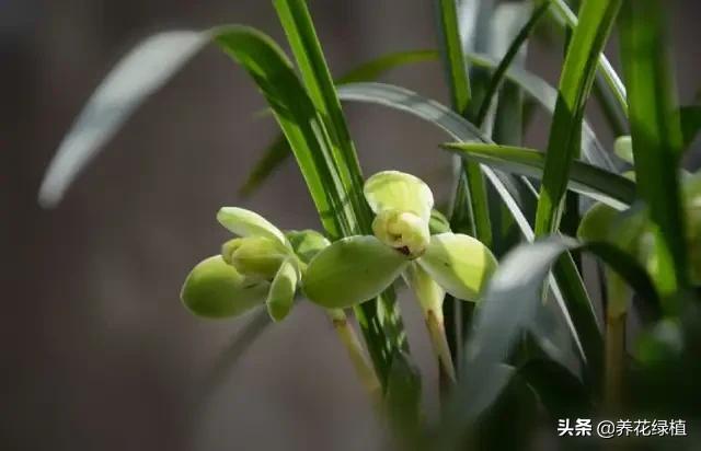 春兰怎么养又粗又好看,春兰哪种好养