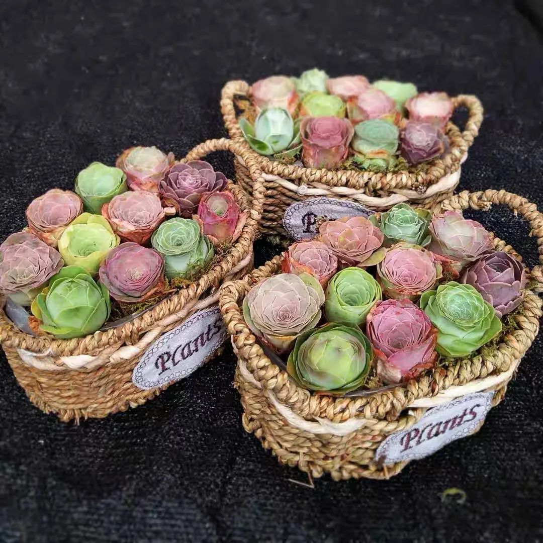 什么品种玫瑰花最好养,永不凋谢的绿玫瑰图片