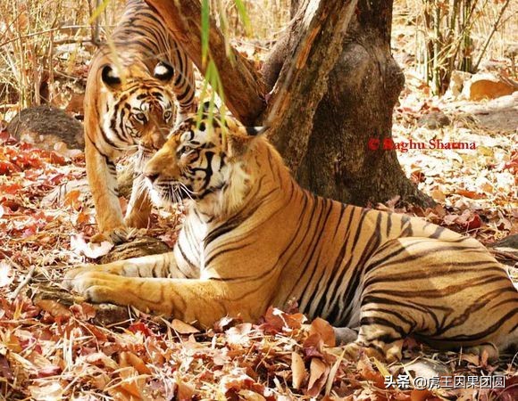 巴梅拉雄虎,传奇虎王战斗视频