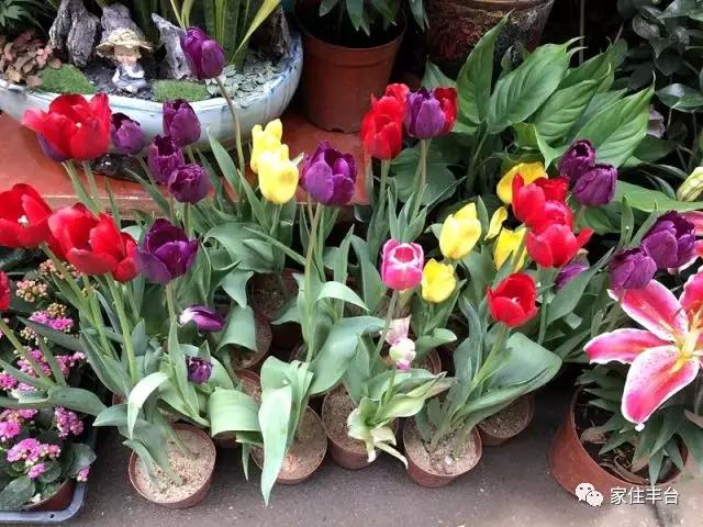 小编整理！丰台四大花市逛买攻略！春节就要这喜庆劲儿