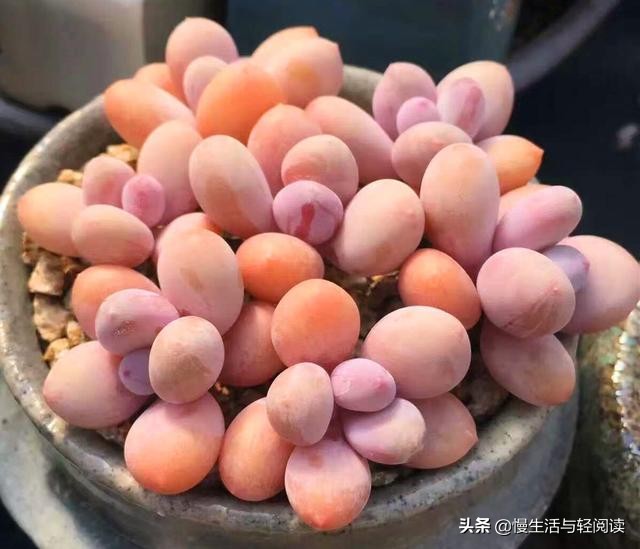 慢生活全集,慢生活完整