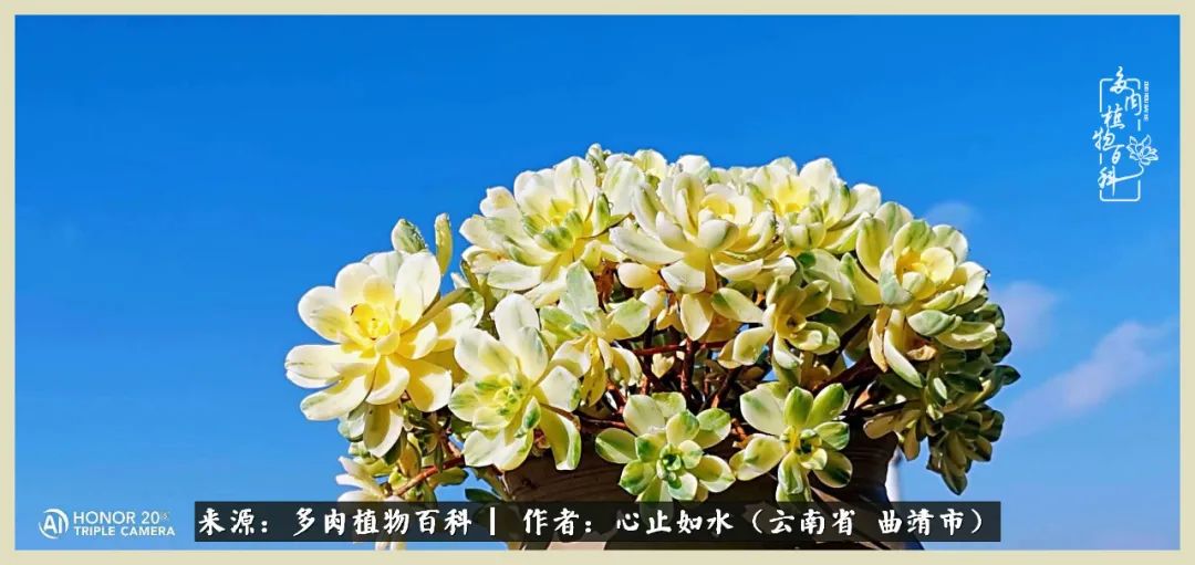 景德镇精品拇指多肉盆,轻奢多肉拇指盆3.5