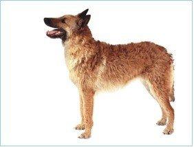 世上最漂亮的十种狗,最名贵的狗叫什么名字