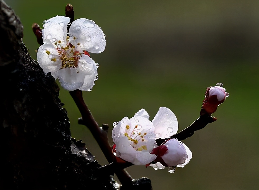 小楼清明|杨逸明卷