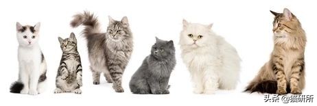 猫咪难产去医院怎么办,如果猫咪难产应该怎么办