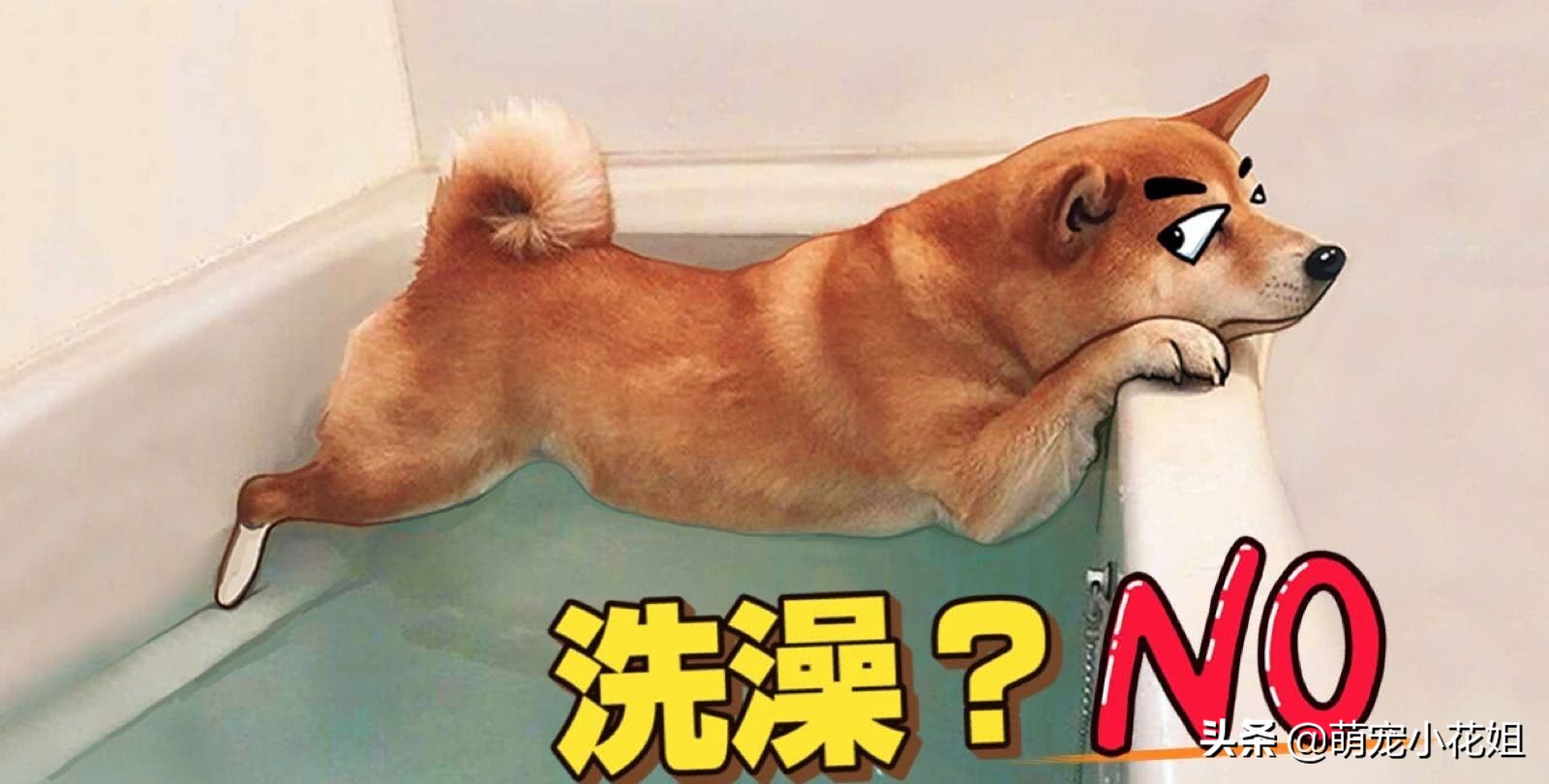 辟谣狗狗伤心,应激反应狗狗死亡