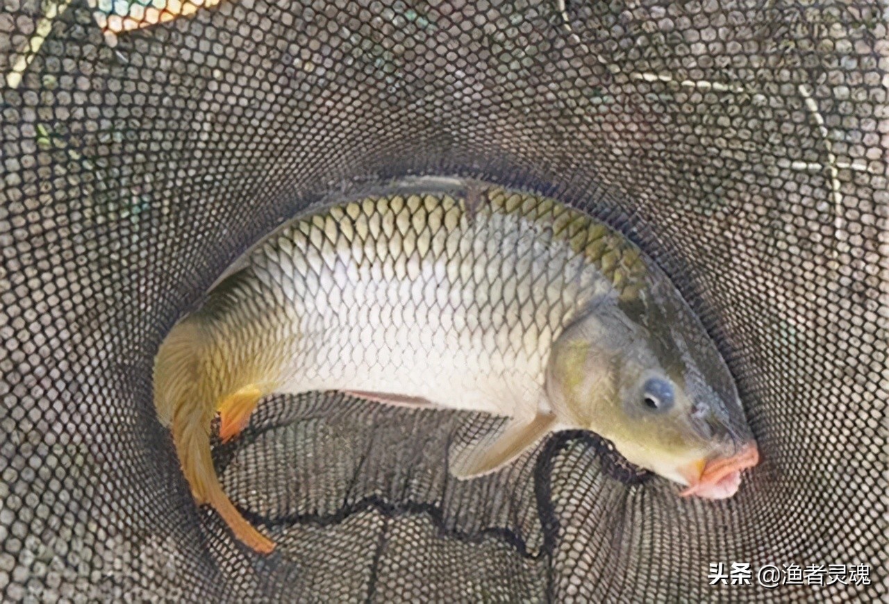 野钓鲤鱼小药绝密配方大全,钓鱼技巧钓鲤鱼用什么小药