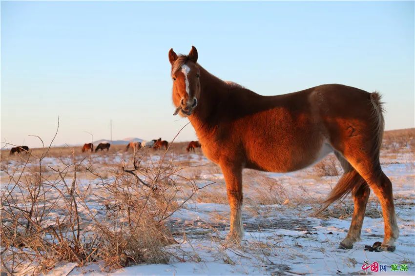 “草原诗人”冰风：不愿再看到“两匹马，在草原的网围栏两侧徘徊”