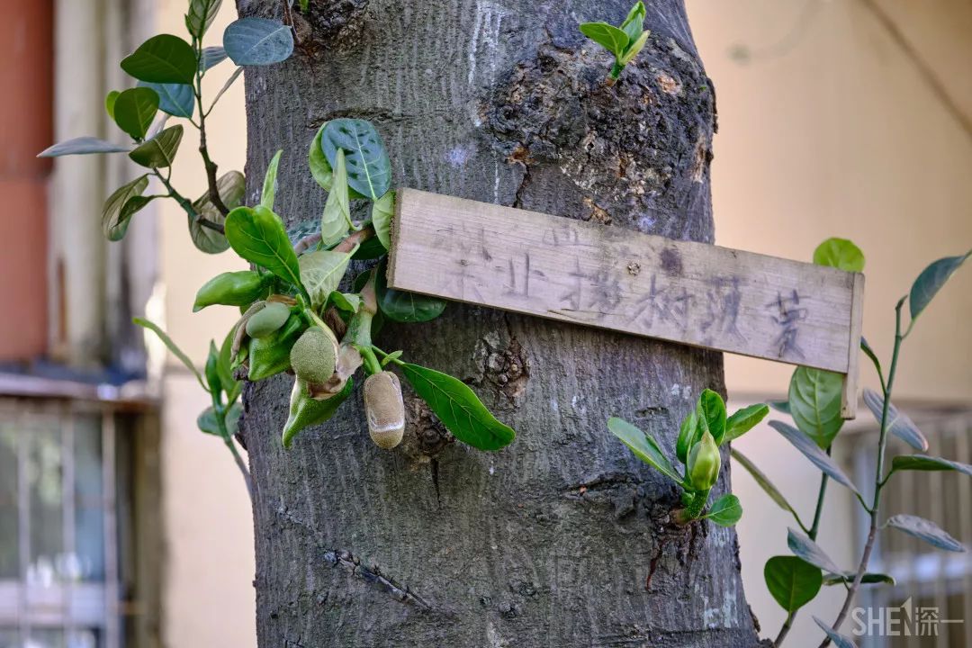 深圳新秀村南区,罗湖区新秀村