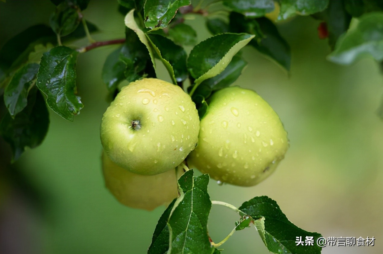 当你吃过黄香蕉苹果黄元帅就懂了现在藏区的小金冠苹果为何受欢迎