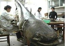 全国十大凶猛淡水鱼是什么,十大养不死的淡水鱼大型凶猛