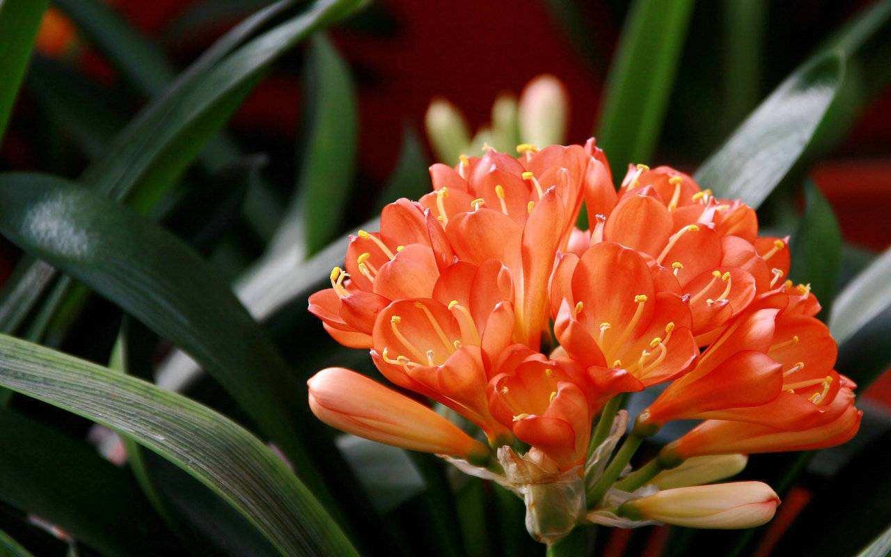 君子兰养护方法及注意事项详解,君子兰怎么养护开花非常的繁多