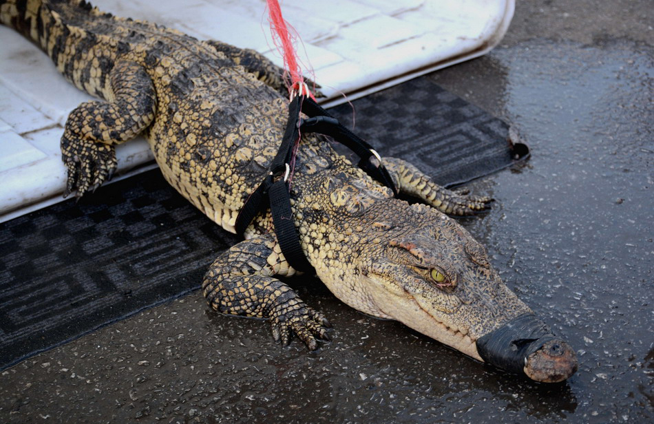 武安市放生鳄鱼抓住了吗,河北武安市放生鳄鱼