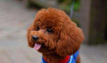 泰迪成年犬吃什么狗粮为好,泰迪狗怎么挑选狗粮的