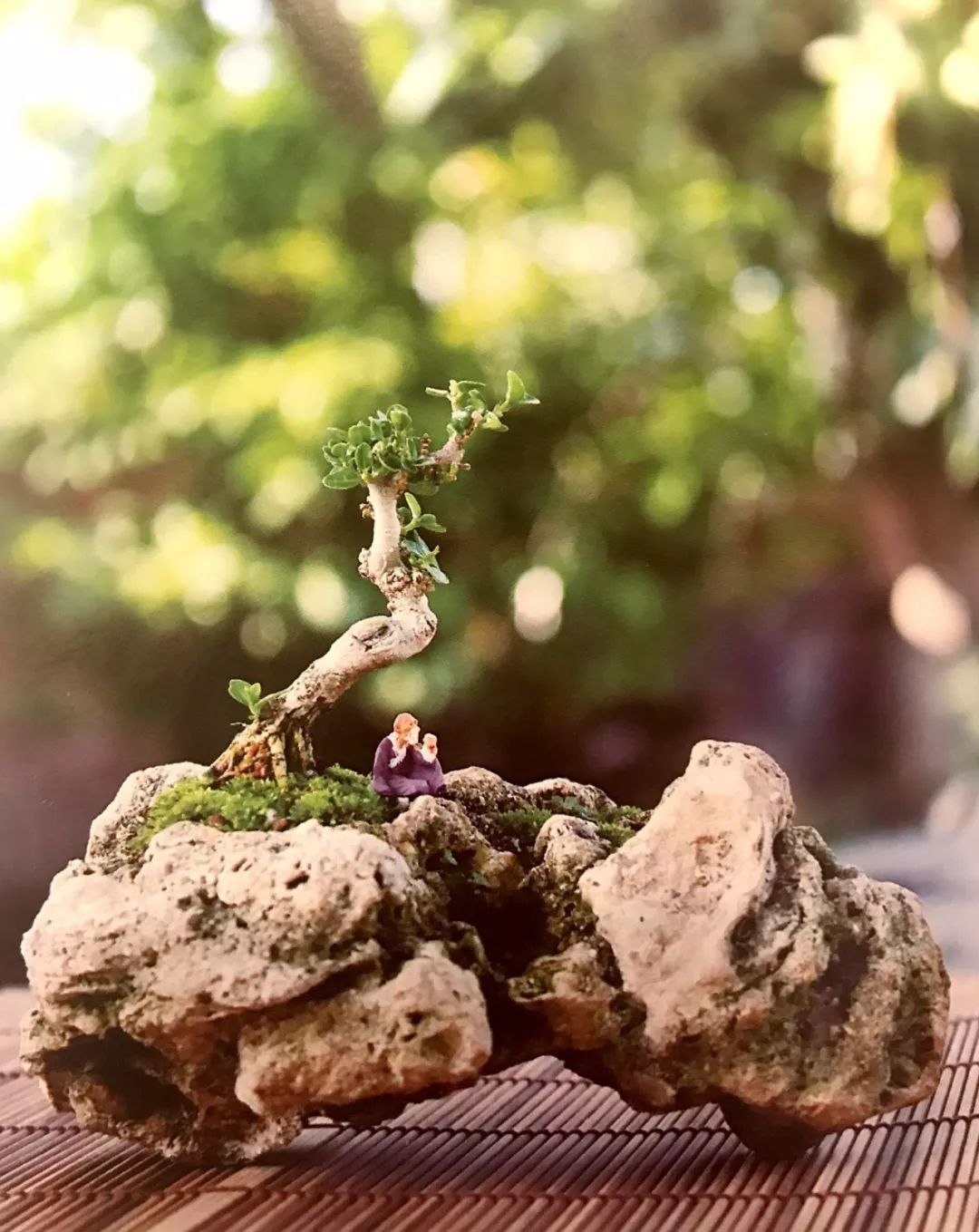 水旱树石盆景图片,什么树石盆景最好