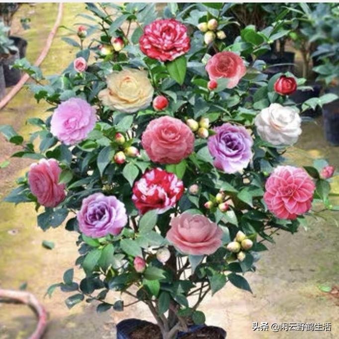 网购花卉如何防病虫害侵害,网购花卉注意什么细节