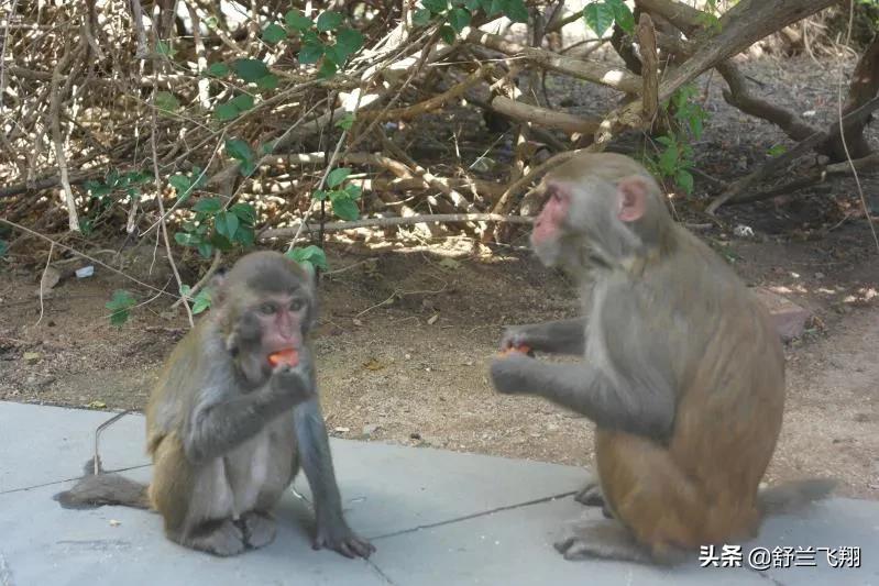 海南南湾猴岛上的猴子,海南著名的南湾猴岛在哪里
