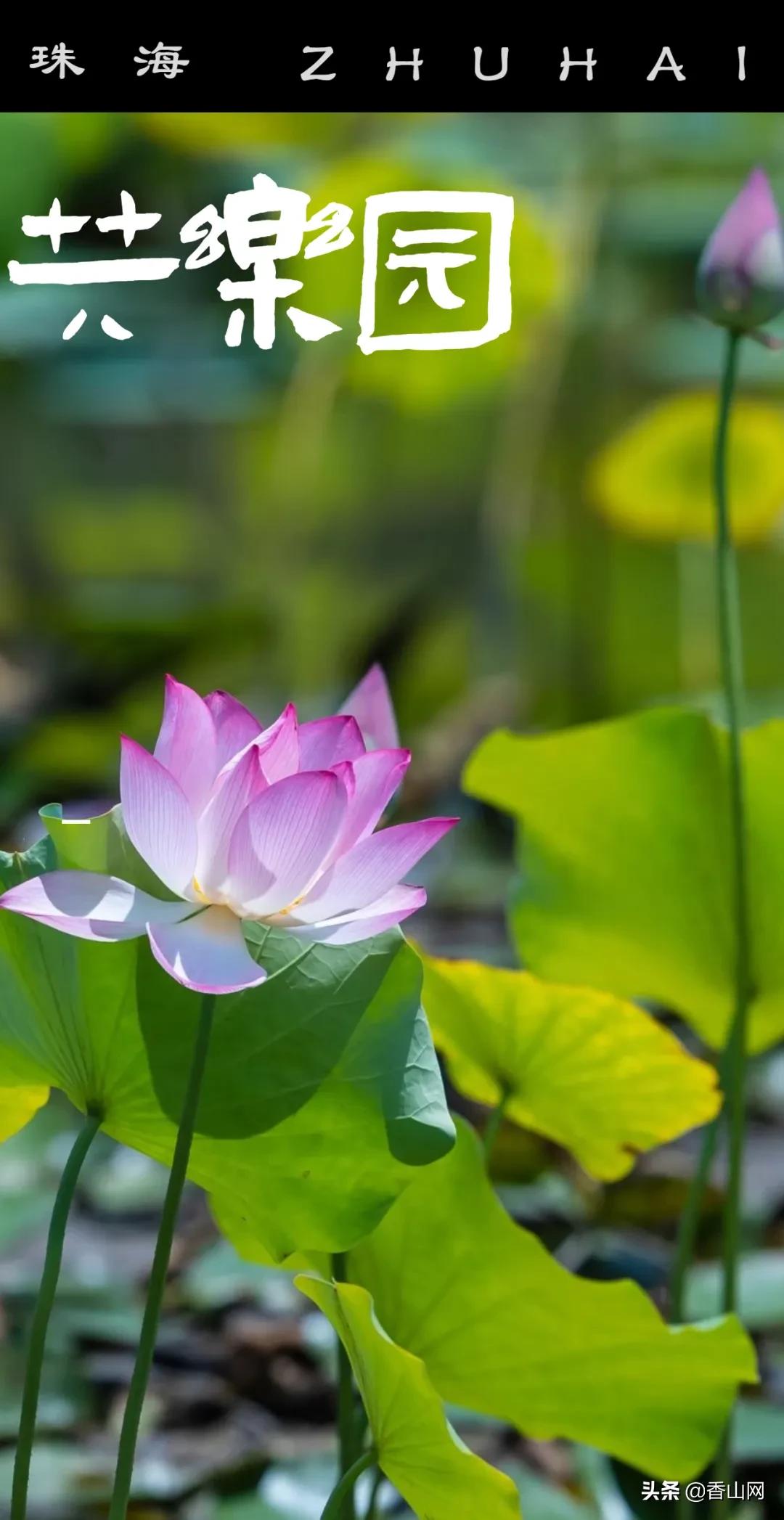 珠海鲜为人知的一面,珠海有名的花园