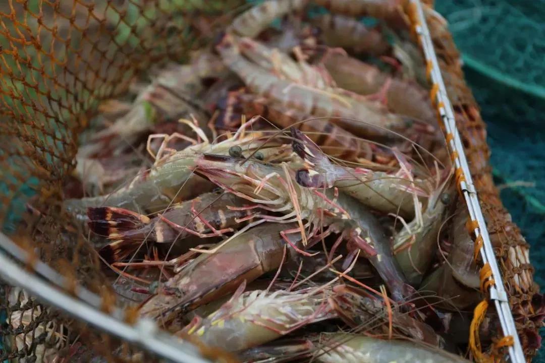 珠海航展周边攻略,珠海航展游玩几小时