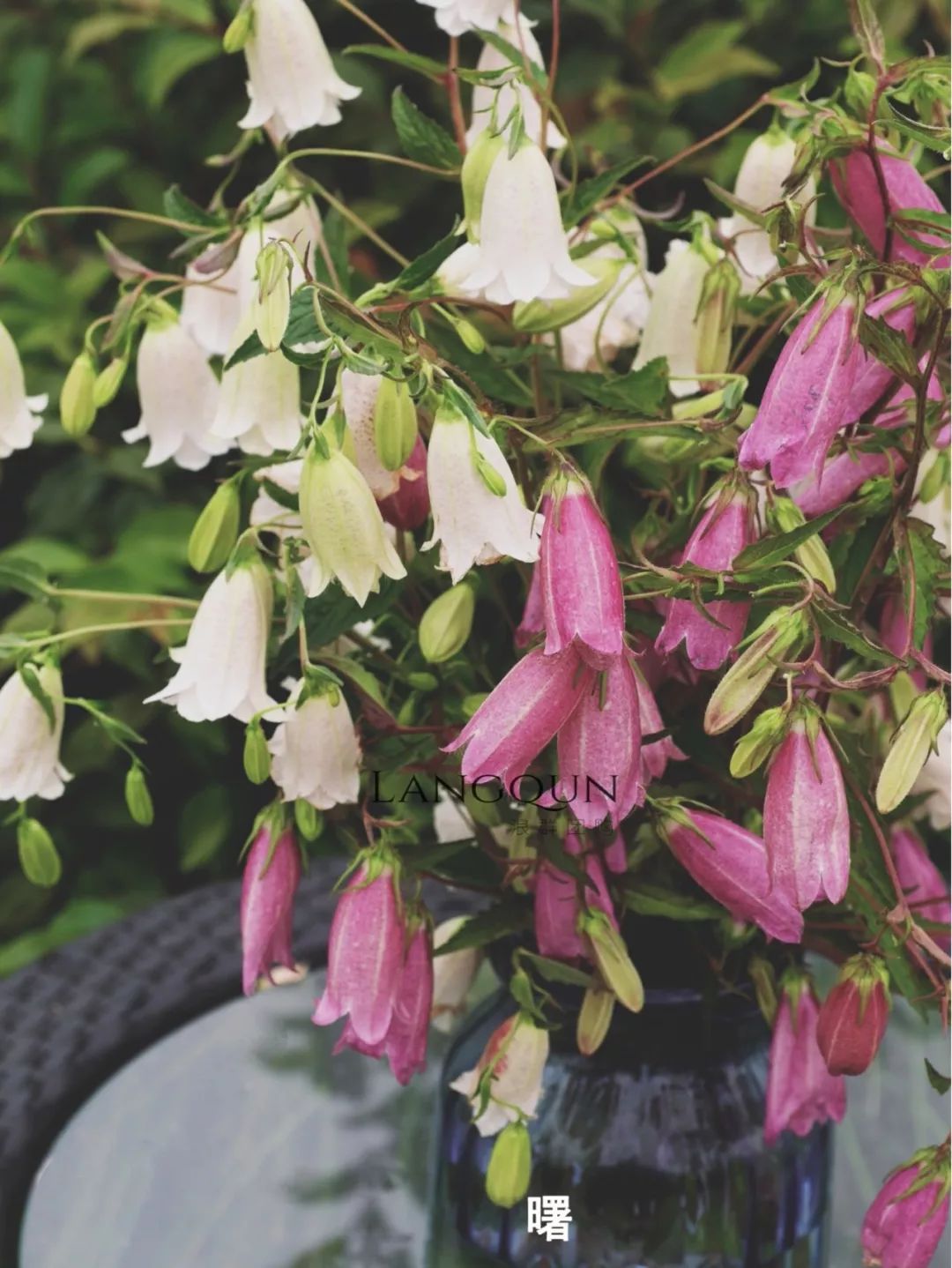 风铃草适合几月种,日本风铃耐寒温度是多少