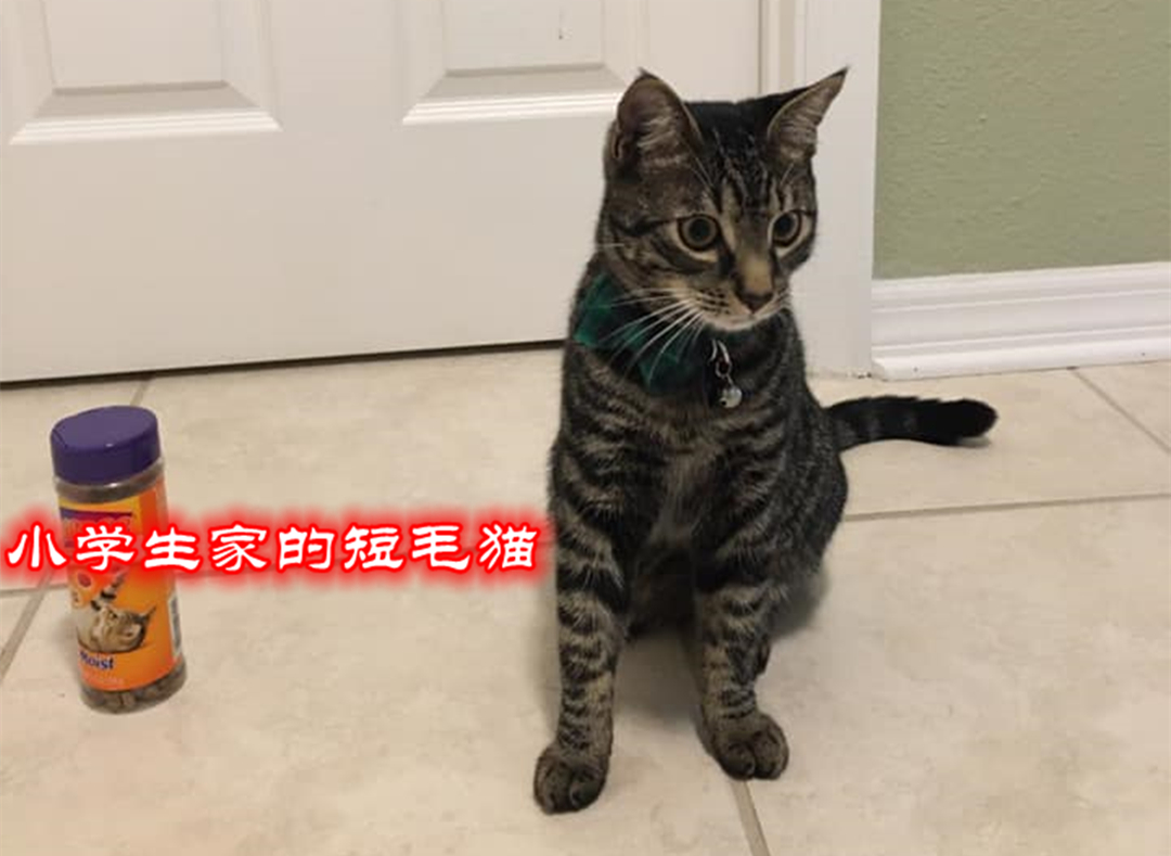 宠物主最担心猫咪什么问题,宠物主最担心猫咪出什么问题