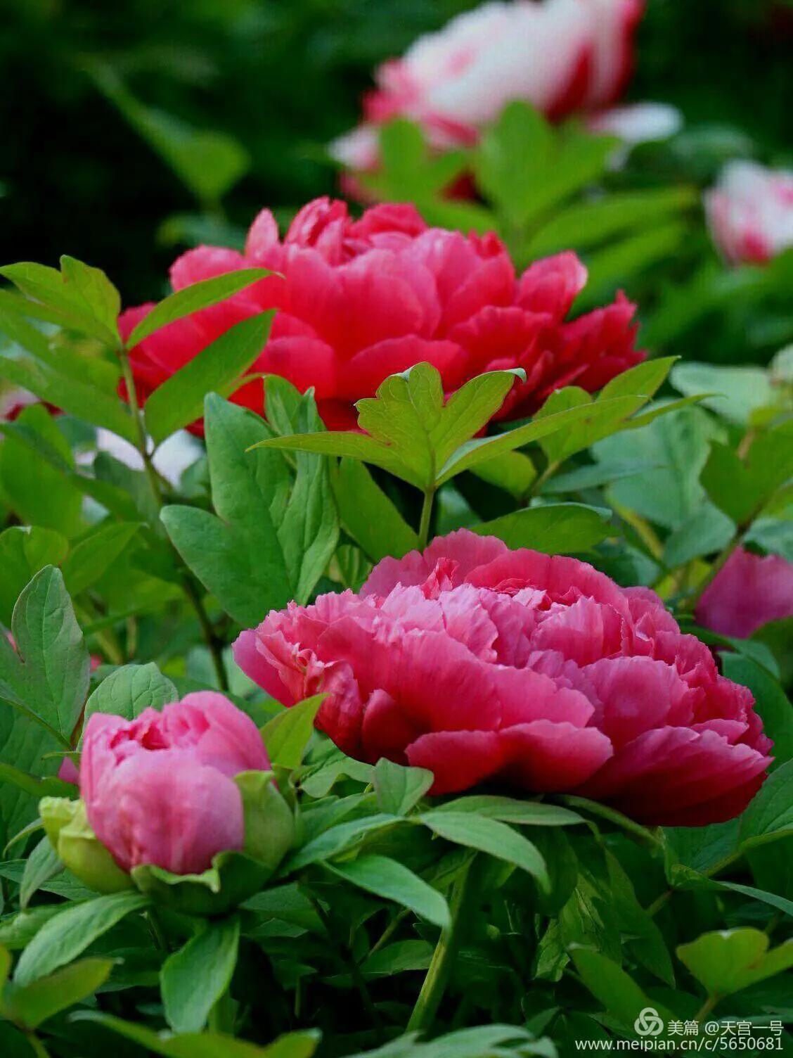 古今贤文牡丹赋,历代牡丹诗赋