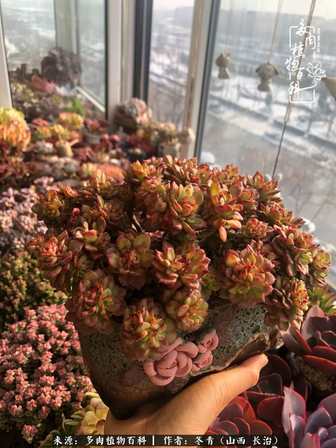 阳台养多肉徒长怎么办,阳台养多肉养殖方法和注意事项