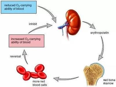治疗肾性贫血的特效药是什么,肾性贫血新药
