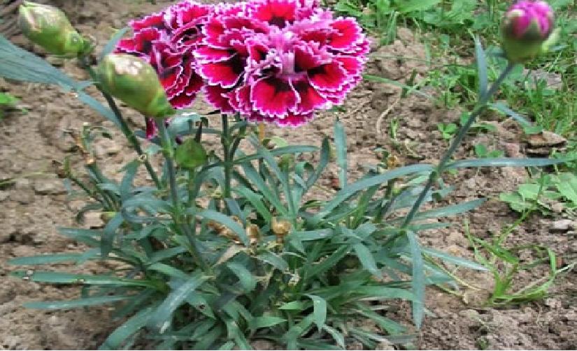 教师节儿童画康乃馨,八岁小孩画简单教师节的绘画