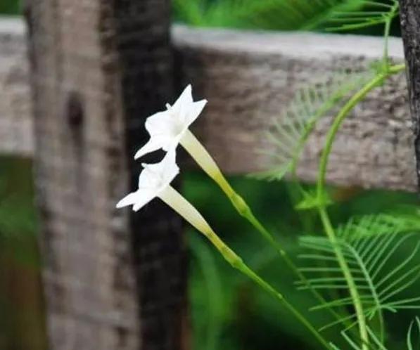 百花齐放的尸魂界，说说《死神》漫画中以“植物”来命名的斩魄刀