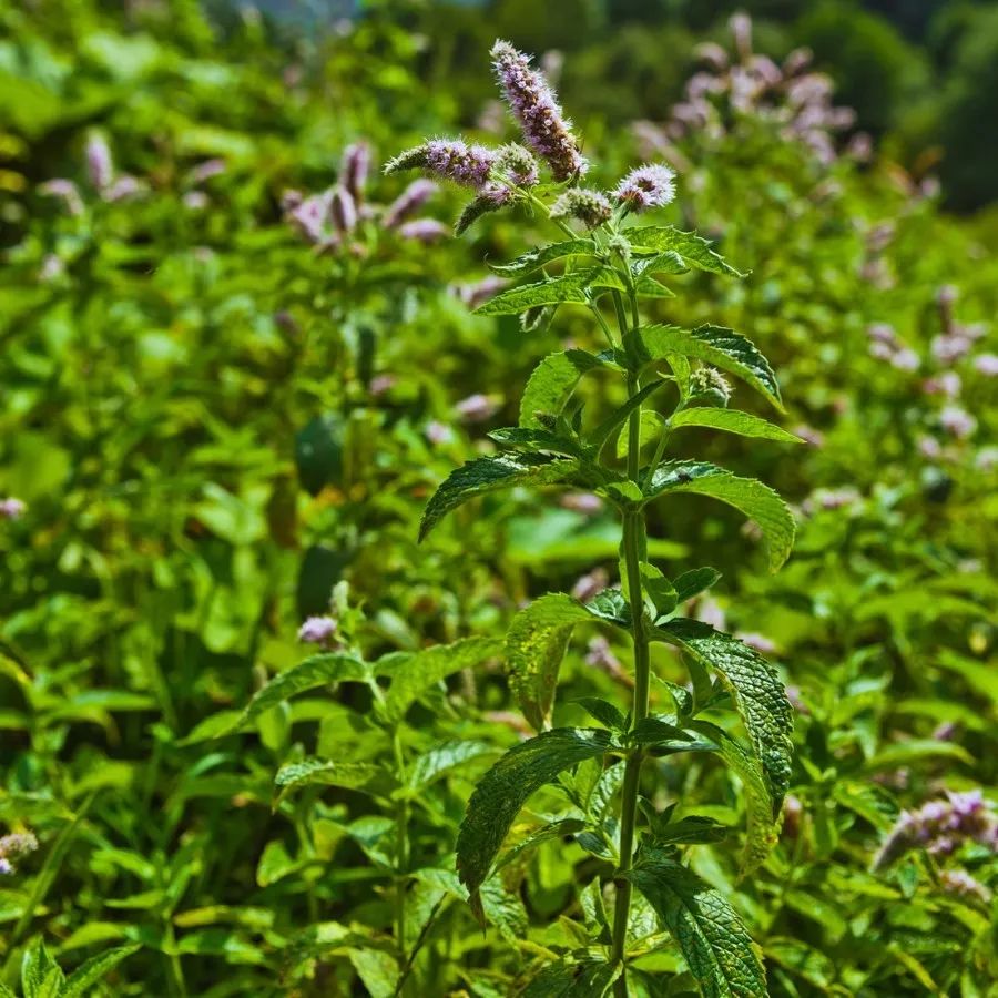 最好养的绿植薄荷品种,薄荷盆栽的品种