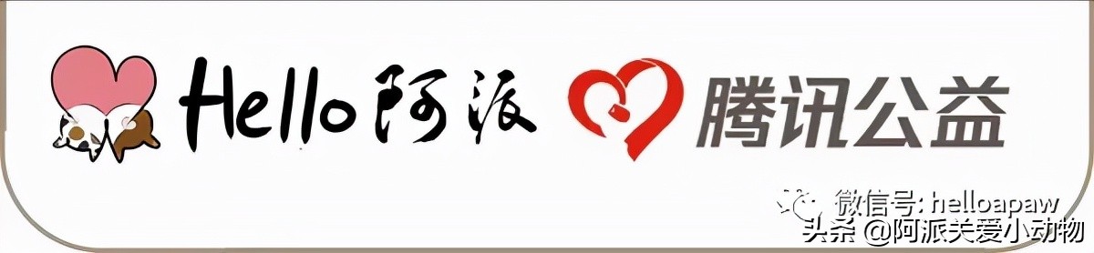 阿派志愿者救助一只流浪猫,阿派救助流浪猫