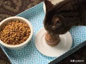 两个月的猫咪吃泡粮好还是干粮,猫咪喂粮应该都喂些什么