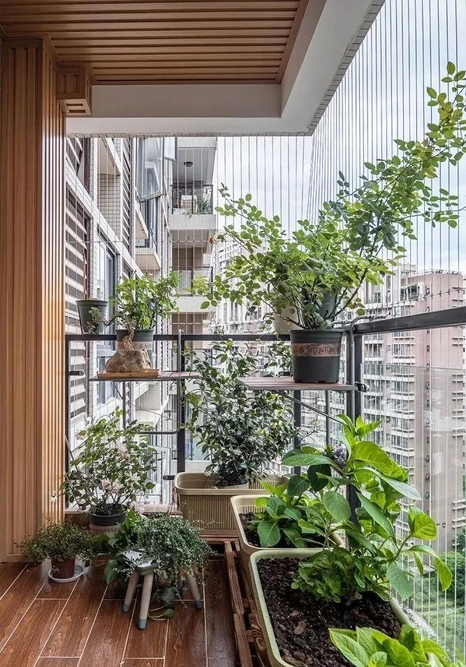 适合懒人家庭种菜100种,家里种菜这3种就够了