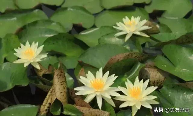 江南可采莲莲叶何田田全诗讲解,有关莲的古诗词大全