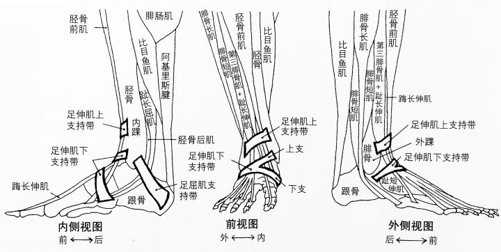 练习人体结构画法,人体腿结构画法