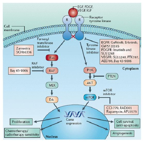 美食→生物材料|小龙虾→伤口敷料