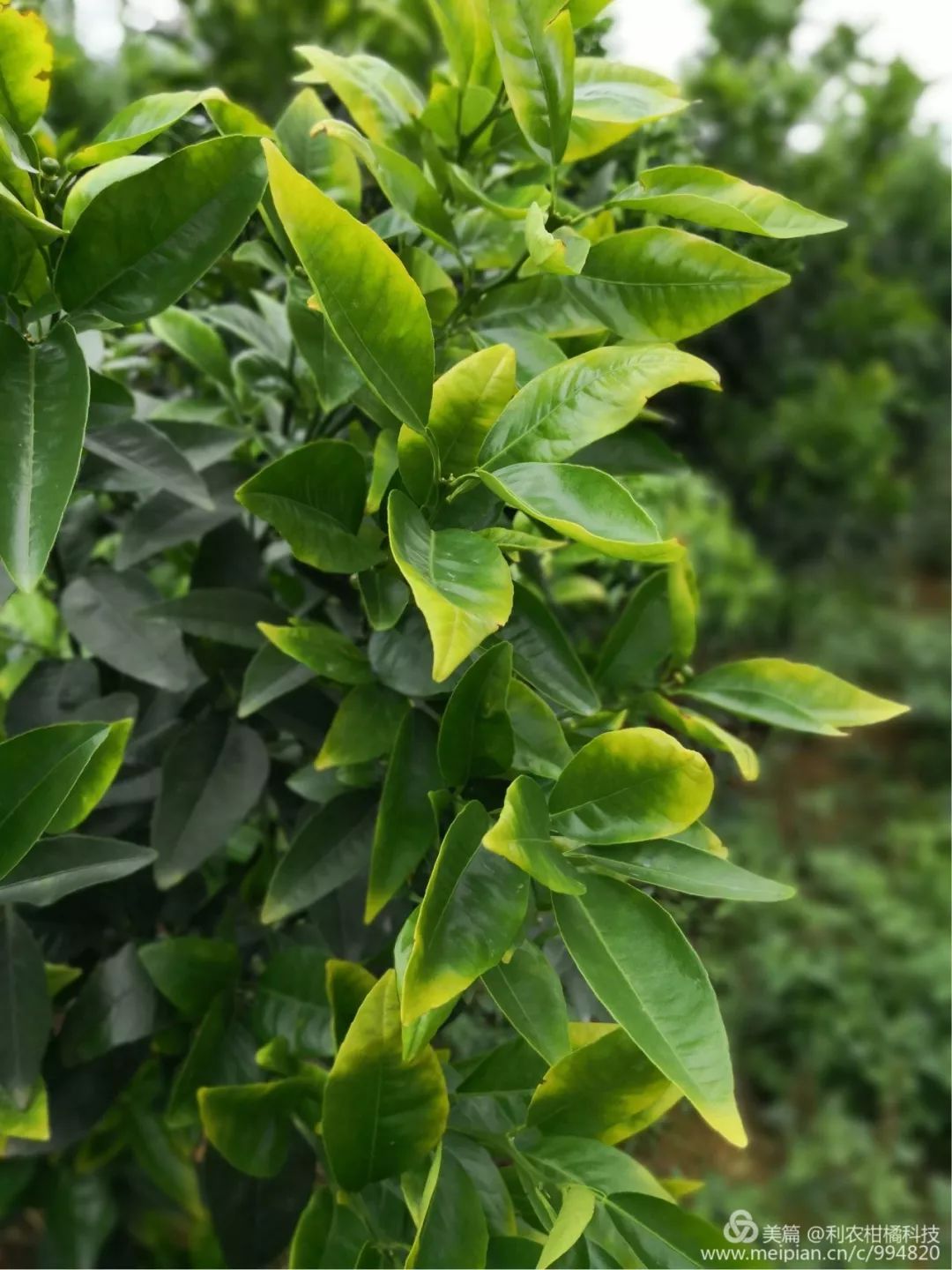 亚磷酸钾预防病害多久用一次,亚磷酸钾控旺药害表现