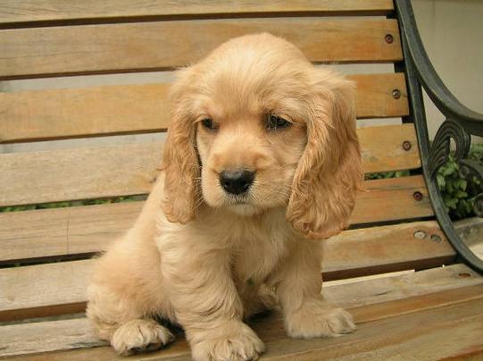 可卡犬为什么不建议养,可卡犬的正确喂养方法