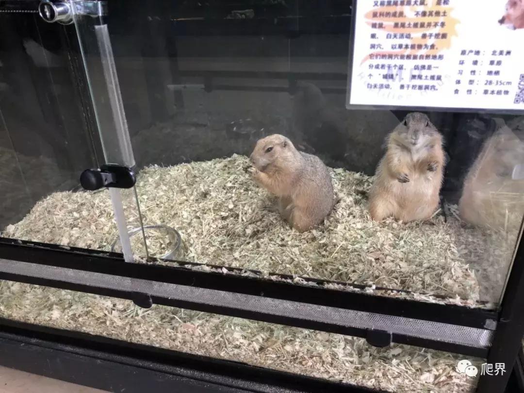 湛江爬宠店,深圳爬宠店在哪里