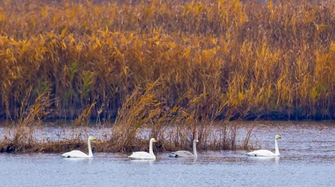 又一条最美自驾线路,又一条绝美进藏自驾公路