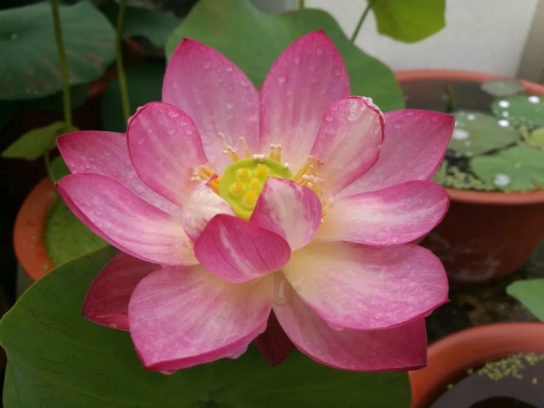 碗莲开花后的种子还可以用吗,碗莲种子种的第一年能开花吗