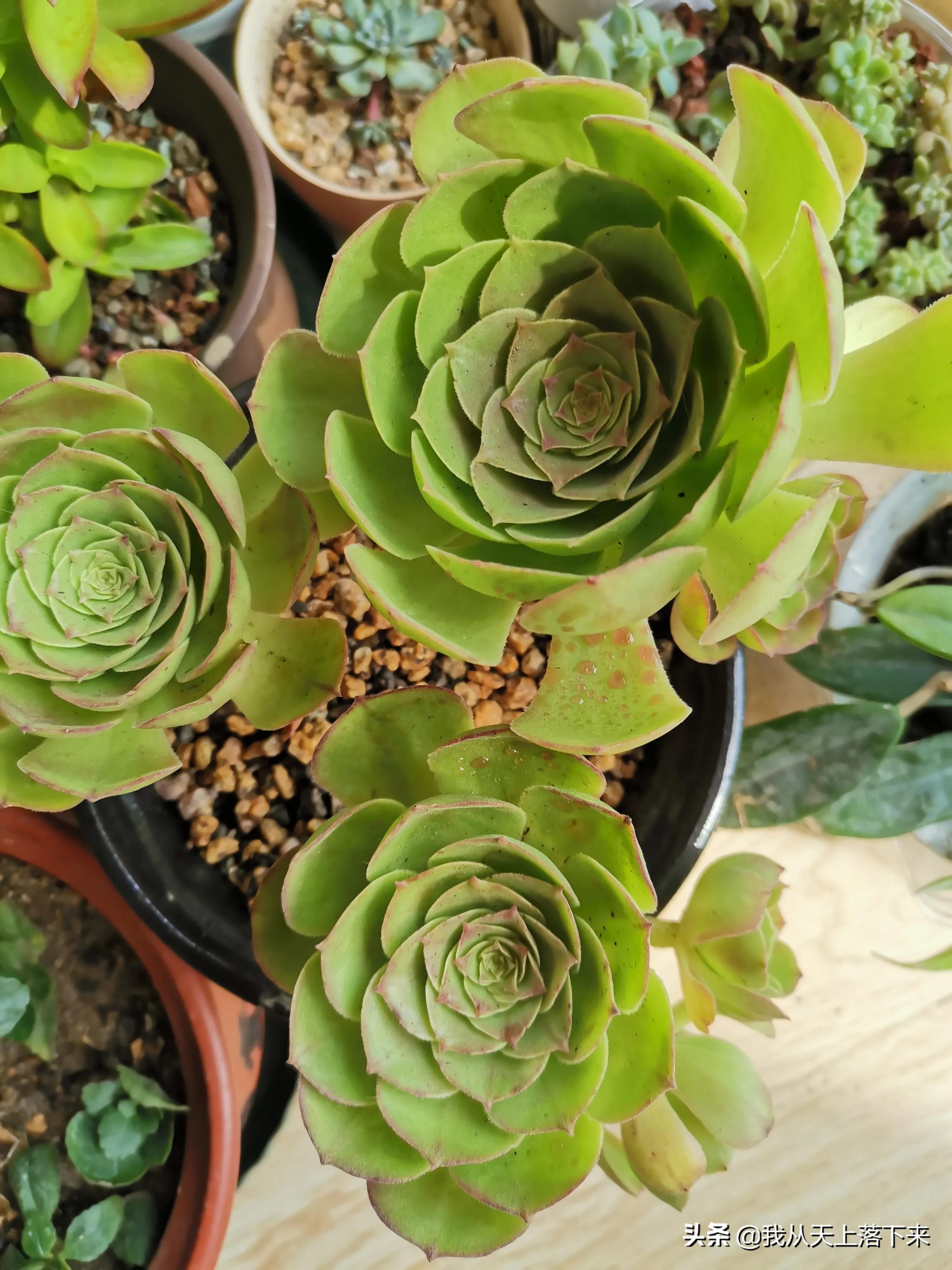 89种常见多肉植物品种图，实物拍摄，还不认识的小伙伴赶紧收藏好