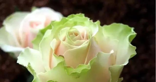 每天学习一点点——100种玫瑰品种科普