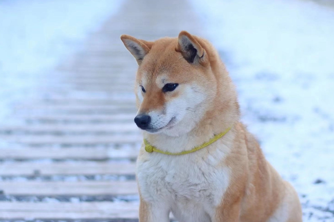 柴犬便便先干后稀,柴犬幼崽便便有点稀