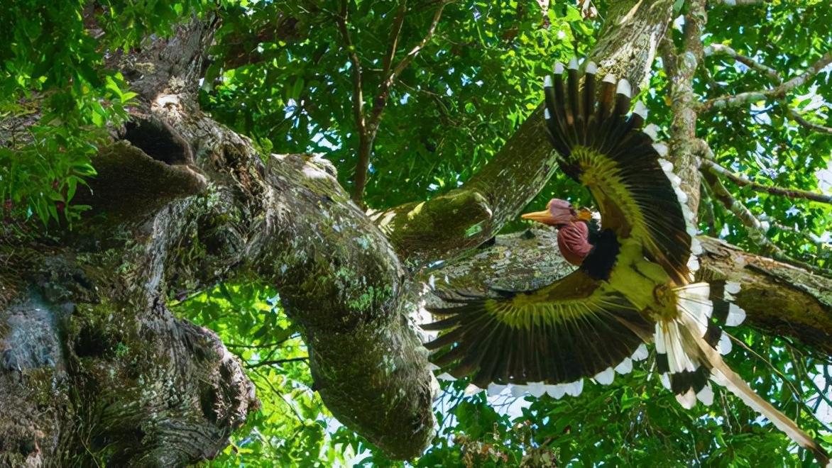 头骨最值钱鸟,头骨很珍贵的鸟