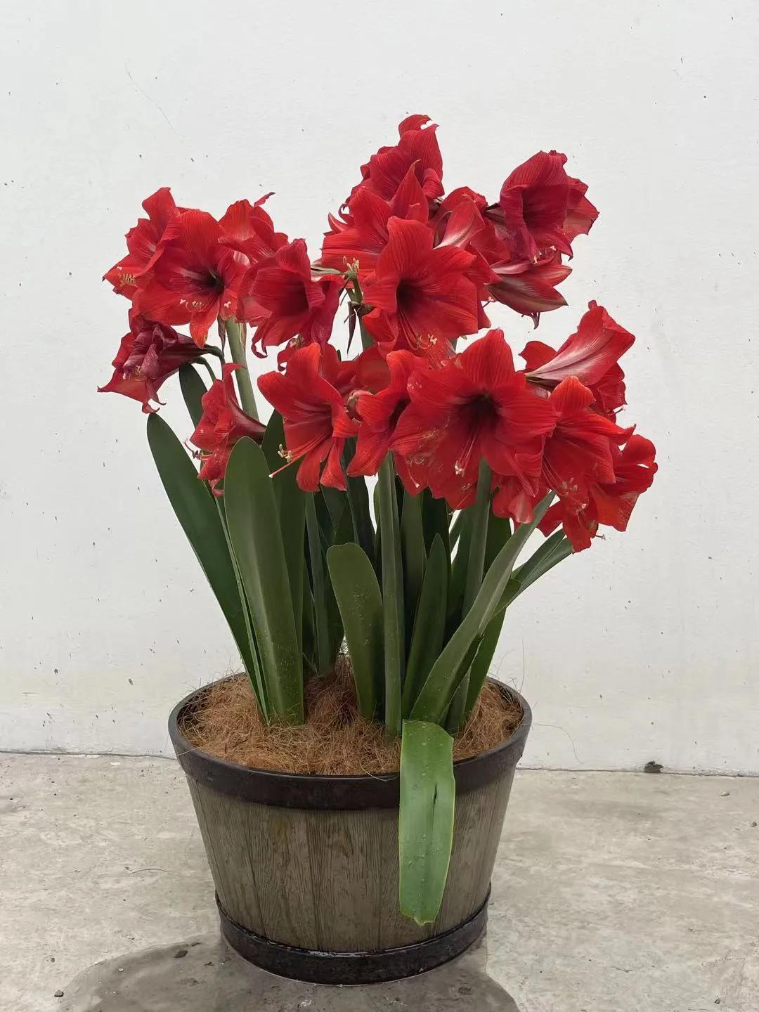 这43个来自世界各地的新品种,快来看看有没有你的菜