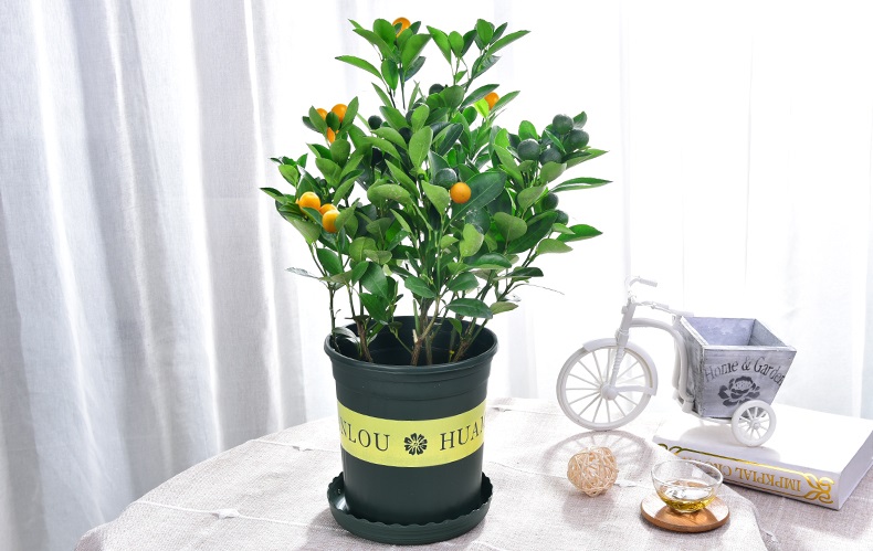 新栽桔子树掉叶子能活吗,桔子树叶子冬天会掉吗